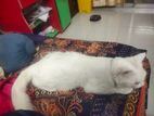 persian male cat age 10 month
