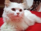 Persian male cat and female