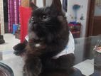 Persian male cat double coat