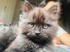 Persian Male Cat