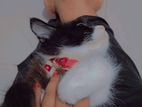 Persian male cat