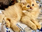 Persian Male Cat
