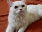 Persian male Cat