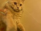 Persian Male Cat