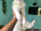 Persian Male Cat
