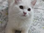 Persian Male Cat