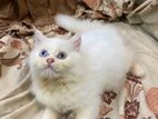 Persian Male Cat