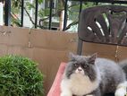 Persian male cat