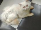 Persian Male Cat for sell