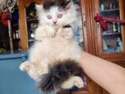 Persian male cat sell.