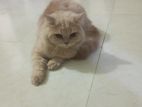 Persian male cat sell