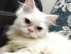 Persian Male Cat