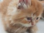 persian male cat