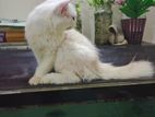 Persian male cat