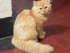 persian male cat