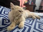 Persian male cat