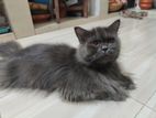 Persian Male Cat