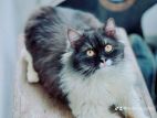 persian male cat