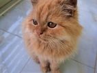 Persian male cat