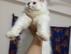 persian male cat