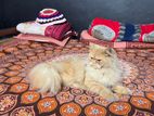 Persian male cat