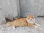 Persian male cat