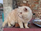 Persian Male cat