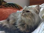 Persian male cat