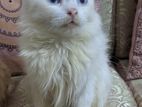 Persian male cat