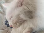 Persian male cat for sell