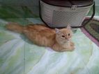 Persian male cat