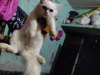persian male cat