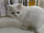 Persian Male Cat