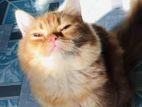 Persian Male Cat