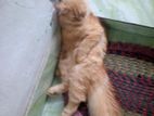 persian male cat