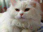 Persian Male Cat
