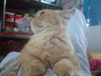 Persian male cat