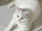 Persian Male Cat