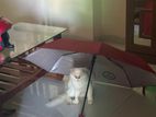 Persian Male Cat