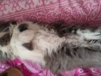 Persian Male Cat
