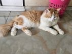 Persian Male Cat