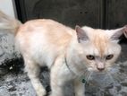 Persian Male Cat