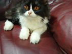 Persian Male Cat