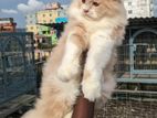 Persian Male Cat For Sell