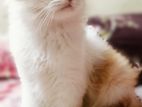 Persian male cat