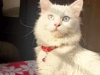 Persian Male Cat