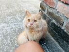 Persian Male Cat