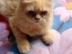 Persian Male Cat