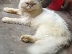 Persian male cat