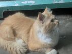 Persian Male Cat